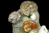 Tall, Composite Ammonite Fossil Sculpture #117485-1